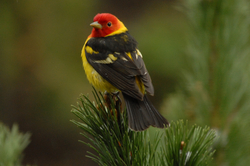 tanager male on bush.jpg